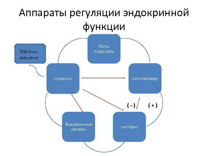 Аппараты регуляции эндокринной функции Кора, подкорка Органымишени гормоны гипоталамус (-) Эндокринные железы гипофиз (+)