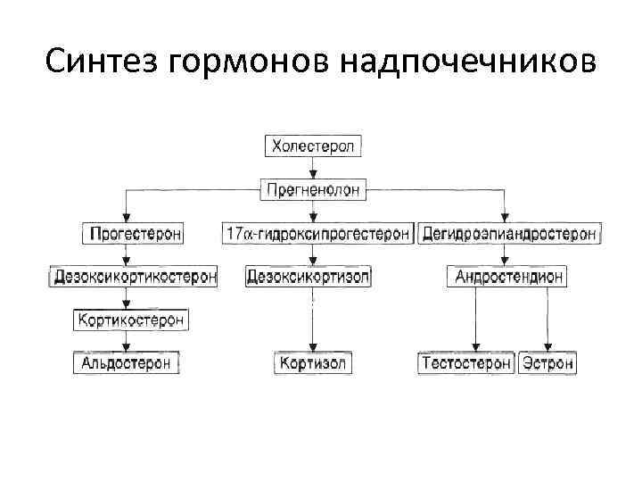 Синтез гормонов надпочечников 