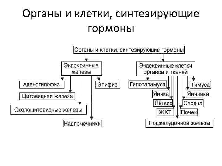 Органы и клетки, синтезирующие гормоны 