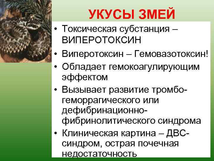 УКУСЫ ЗМЕЙ • Токсическая субстанция – ВИПЕРОТОКСИН • Виперотоксин – Гемовазотоксин! • Обладает гемокоагулирующим