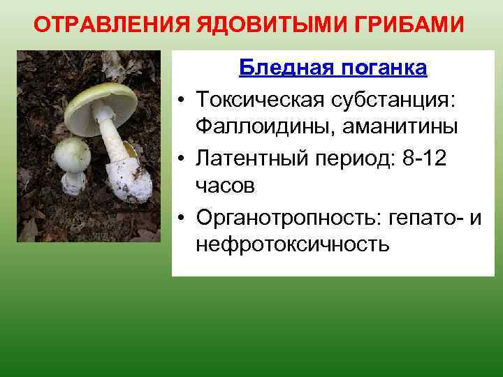 ОТРАВЛЕНИЯ ЯДОВИТЫМИ ГРИБАМИ Бледная поганка • Токсическая субстанция: Фаллоидины, аманитины • Латентный период: 8