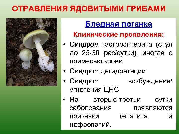ОТРАВЛЕНИЯ ЯДОВИТЫМИ ГРИБАМИ Бледная поганка • • Клинические проявления: Синдром гастроэнтерита (стул до 25