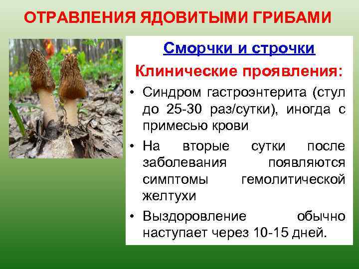 ОТРАВЛЕНИЯ ЯДОВИТЫМИ ГРИБАМИ Сморчки и строчки Клинические проявления: • Синдром гастроэнтерита (стул до 25