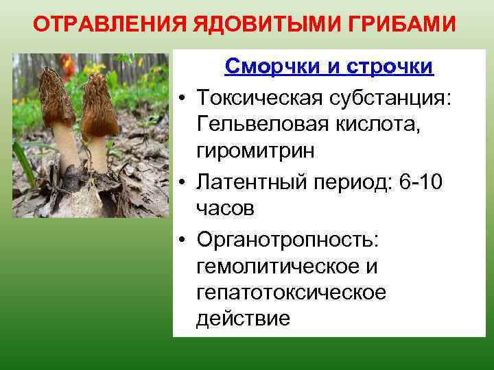 ОТРАВЛЕНИЯ ЯДОВИТЫМИ ГРИБАМИ Сморчки и строчки • Токсическая субстанция: Гельвеловая кислота, гиромитрин • Латентный