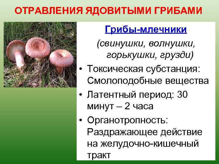 ОТРАВЛЕНИЯ ЯДОВИТЫМИ ГРИБАМИ Грибы-млечники (свинушки, волнушки, горькушки, грузди) • Токсическая субстанция: Смолоподобные вещества •