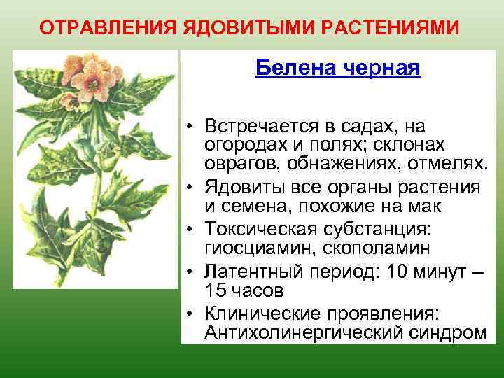 ОТРАВЛЕНИЯ ЯДОВИТЫМИ РАСТЕНИЯМИ Белена черная • Встречается в садах, на огородах и полях; склонах