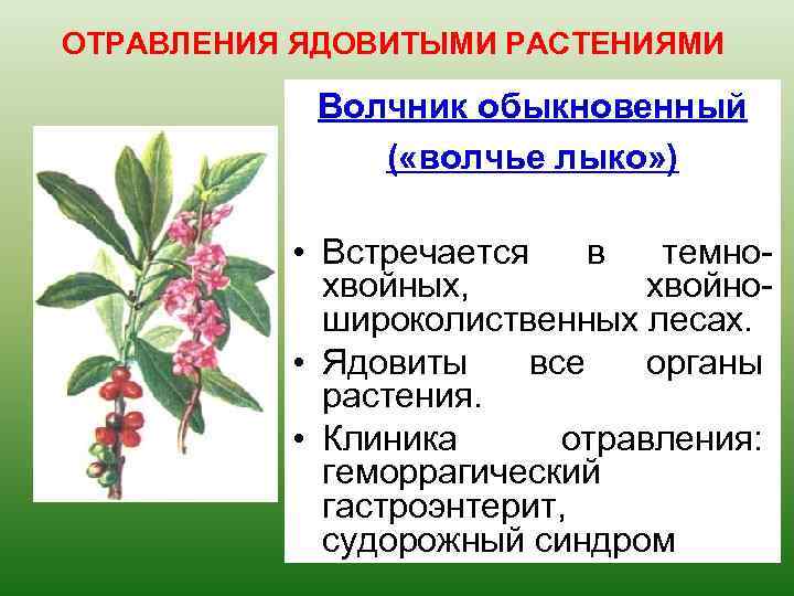 ОТРАВЛЕНИЯ ЯДОВИТЫМИ РАСТЕНИЯМИ Волчник обыкновенный ( «волчье лыко» ) • Встречается в темнохвойных, хвойношироколиственных