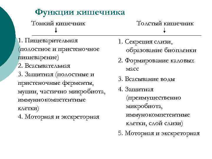 Функции кишечника Тонкий кишечник 1. Пищеварительная (полостное и пристеночное пищеварение) 2. Всасывательная 3. Защитная