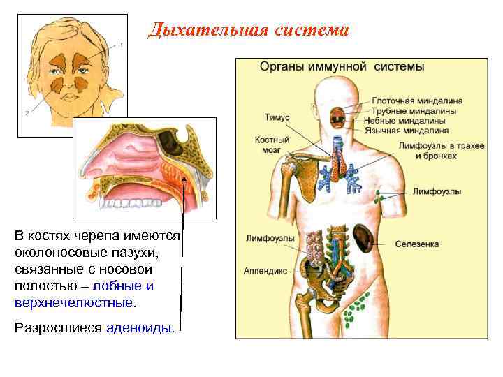 Дыхательная система В костях черепа имеются околоносовые пазухи, связанные с носовой полостью – лобные