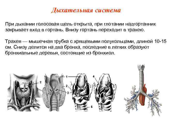 Дыхательная система При дыхании голосовая щель открыта, при глотании надгортанник закрывает вход в гортань.