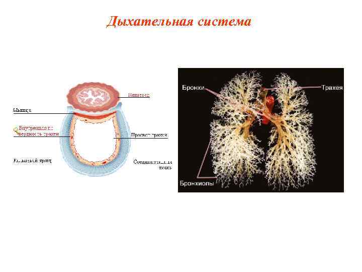 Дыхательная система 