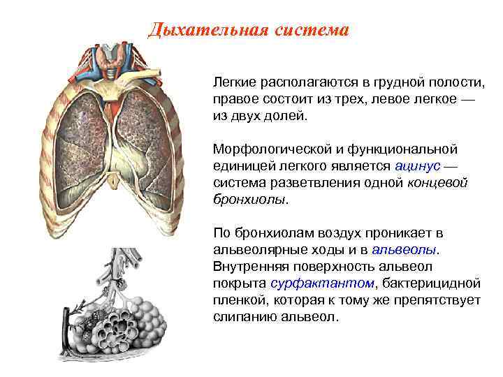 Дыхательная система Легкие располагаются в грудной полости, правое состоит из трех, левое легкое —