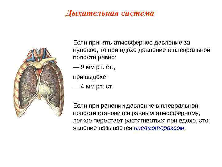 Дыхательная система Если принять атмосферное давление за нулевое, то при вдохе давление в плевральной