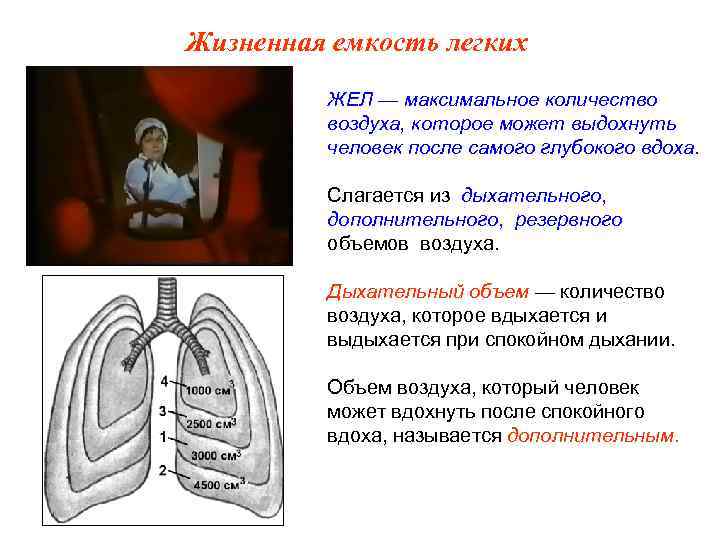Жизненная емкость легких ЖЕЛ — максимальное количество воздуха, которое может выдохнуть человек после самого