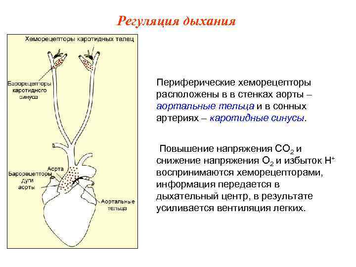 Регуляция дыхания Периферические хеморецепторы расположены в в стенках аорты – аортальные тельца и в