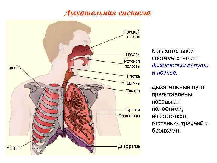 Дыхательная система К дыхательной системе относят дыхательные пути и легкие. Дыхательные пути представлены носовыми
