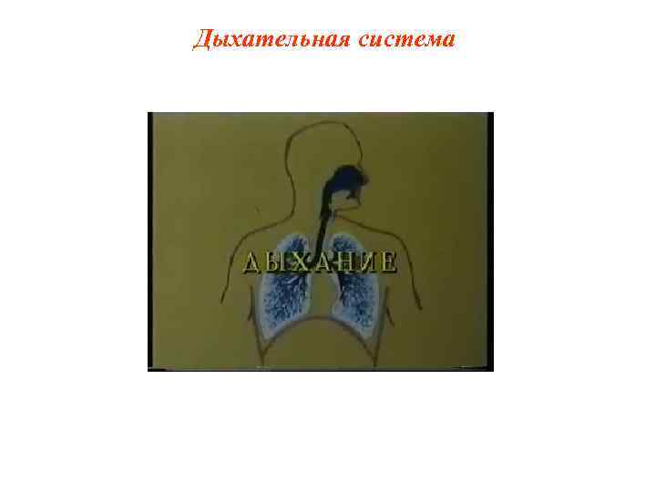 Дыхательная система 