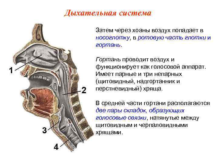 Дыхательная система Затем через хоаны воздух попадает в носоглотку, в ротовую часть глотки и