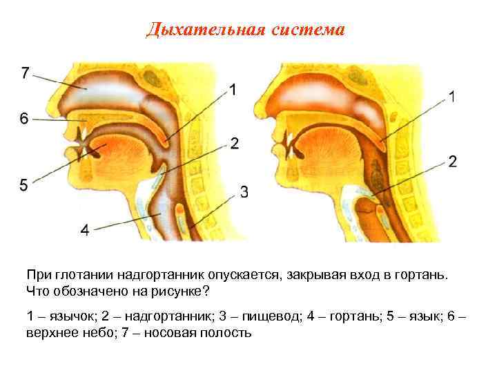 Дыхательная система При глотании надгортанник опускается, закрывая вход в гортань. Что обозначено на рисунке?