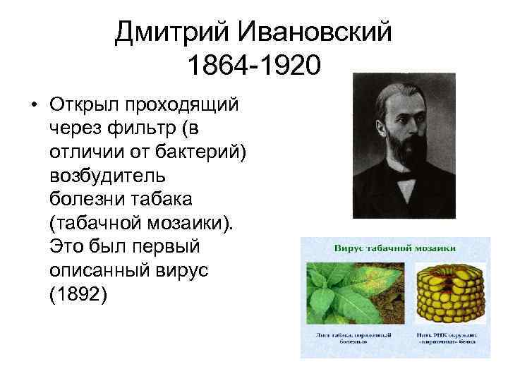 Дмитрий Ивановский 1864 -1920 • Открыл проходящий через фильтр (в отличии от бактерий) возбудитель