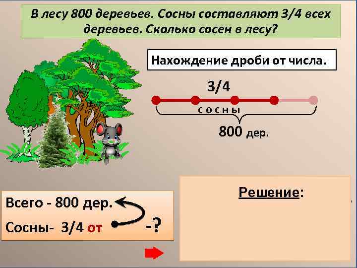 В лесу 800 деревьев. Сосны составляют 3/4 всех деревьев. Сколько сосен в лесу? Нахождение
