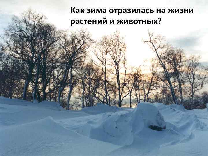 Как зима отразилась на жизни растений и животных? 