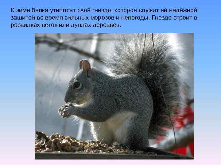 К зиме белка утепляет своё гнездо, которое служит ей надёжной защитой во время сильных