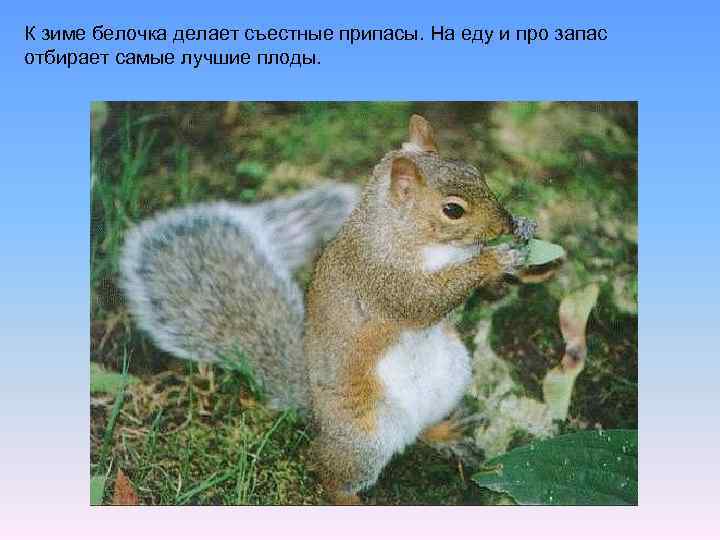 К зиме белочка делает съестные припасы. На еду и про запас отбирает самые лучшие