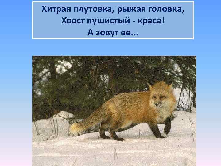 Хитрая плутовка, рыжая головка, Хвост пушистый - краса! А зовут ее. . . 