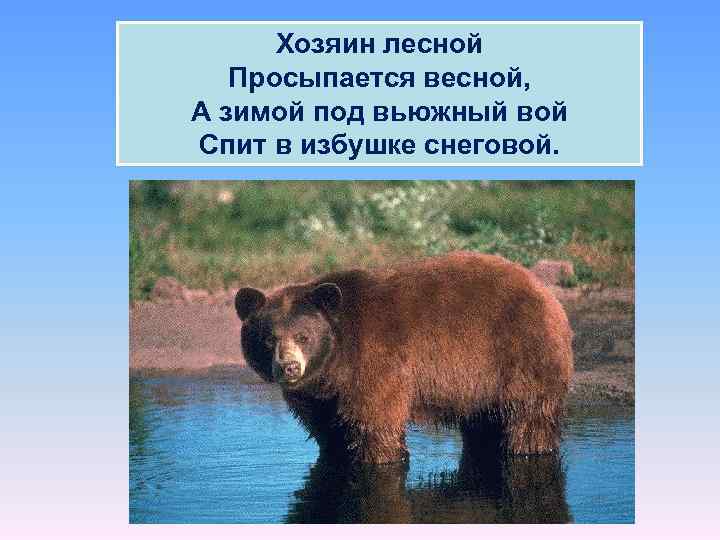 Хозяин лесной Просыпается весной, А зимой под вьюжный вой Спит в избушке снеговой. 