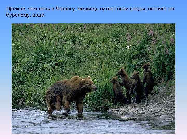 Прежде, чем лечь в берлогу, медведь путает свои следы, петляет по бурелому, воде. 