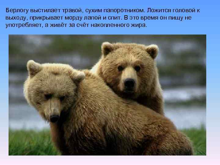 Берлогу выстилает травой, сухим папоротником. Ложится головой к выходу, прикрывает морду лапой и спит.