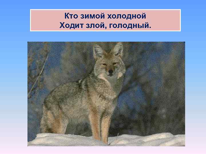 Кто зимой холодной Ходит злой, голодный. 