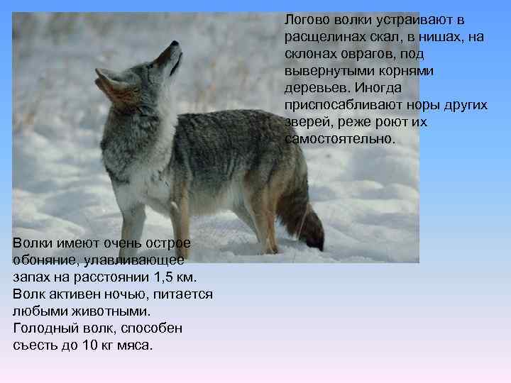 Логово волки устраивают в расщелинах скал, в нишах, на склонах оврагов, под вывернутыми корнями
