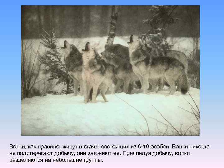 Волки, как правило, живут в стаях, состоящих из 6 -10 особей. Волки никогда не