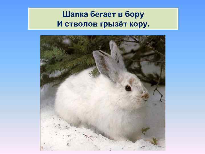 Шапка бегает в бору И стволов грызёт кору. 