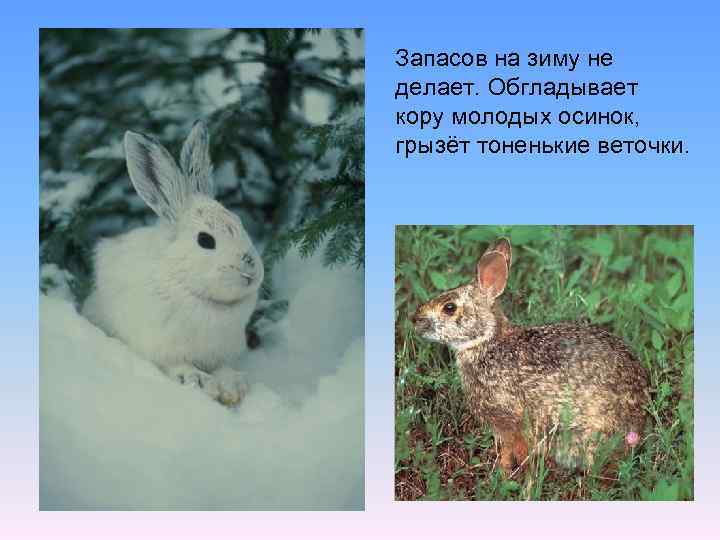 Запасов на зиму не делает. Обгладывает кору молодых осинок, грызёт тоненькие веточки. 