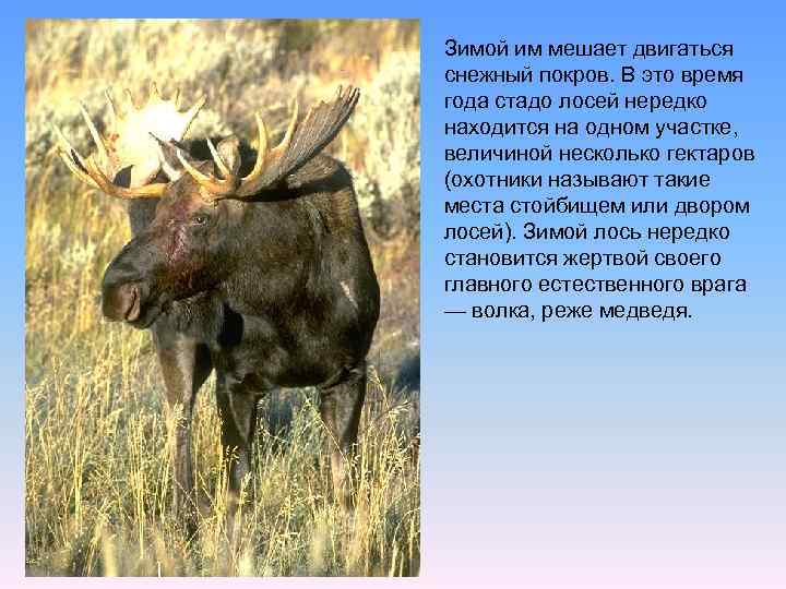 Зимой им мешает двигаться снежный покров. В это время года стадо лосей нередко находится