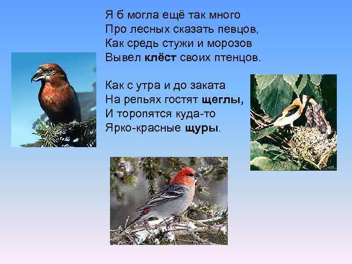 Я б могла ещё так много Про лесных сказать певцов, Как средь стужи и
