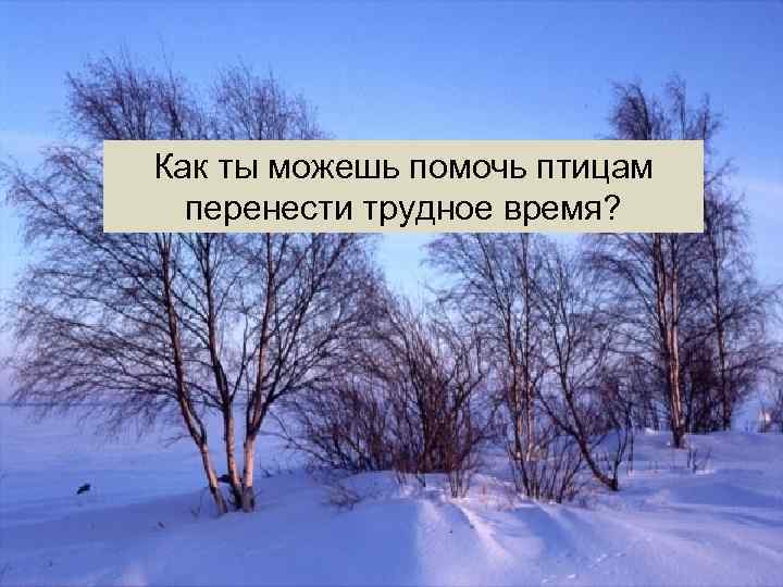 Как ты можешь помочь птицам перенести трудное время? 