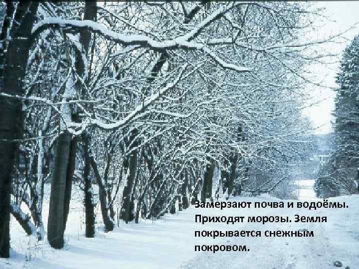 Замерзают почва и водоёмы. Приходят морозы. Земля покрывается снежным покровом. 