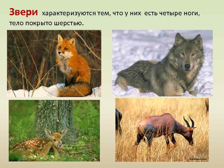 Звери характеризуются тем, что у них есть четыре ноги, тело покрыто шерстью. 