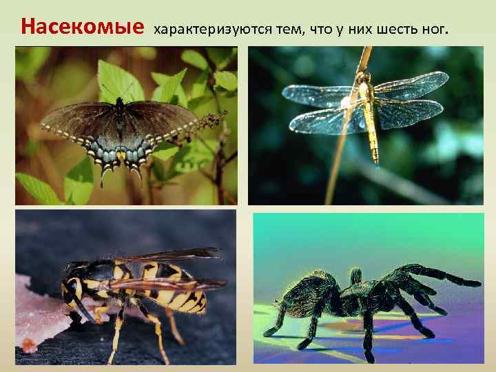 Насекомые характеризуются тем, что у них шесть ног. 