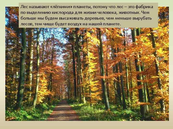 Лес называют «лёгкими» планеты, потому что лес – это фабрика по выделению кислорода для