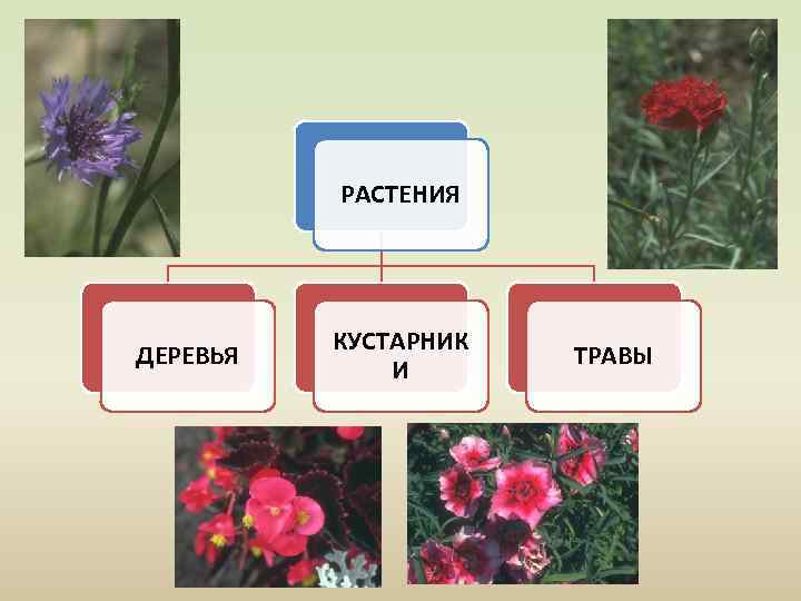 РАСТЕНИЯ ДЕРЕВЬЯ КУСТАРНИК И ТРАВЫ 