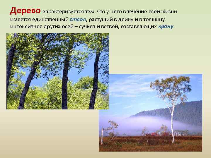 Дерево характеризуется тем, что у него в течение всей жизни имеется единственный ствол, растущий