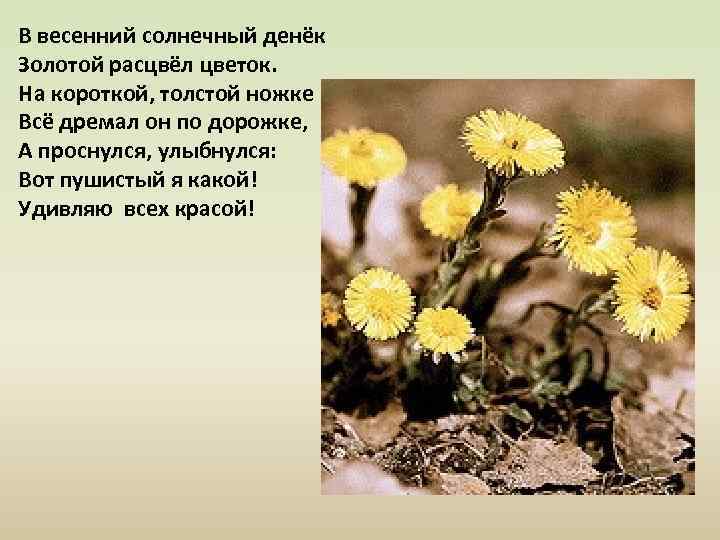 В весенний солнечный денёк Золотой расцвёл цветок. На короткой, толстой ножке Всё дремал он