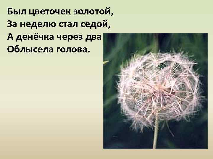 Был цветочек золотой, За неделю стал седой, А денёчка через два Облысела голова. 