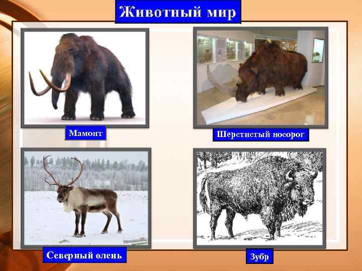 Животный мир Мамонт Шерстистый носорог Северный олень Зубр 
