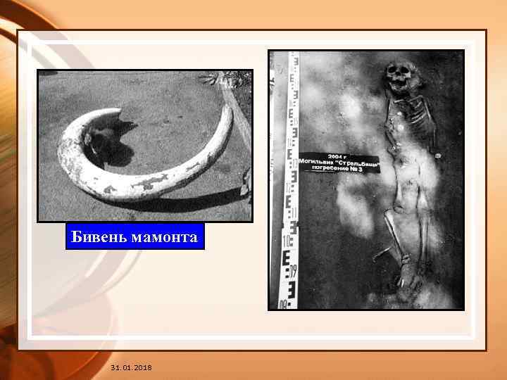 Бивень мамонта 31. 01. 2018 